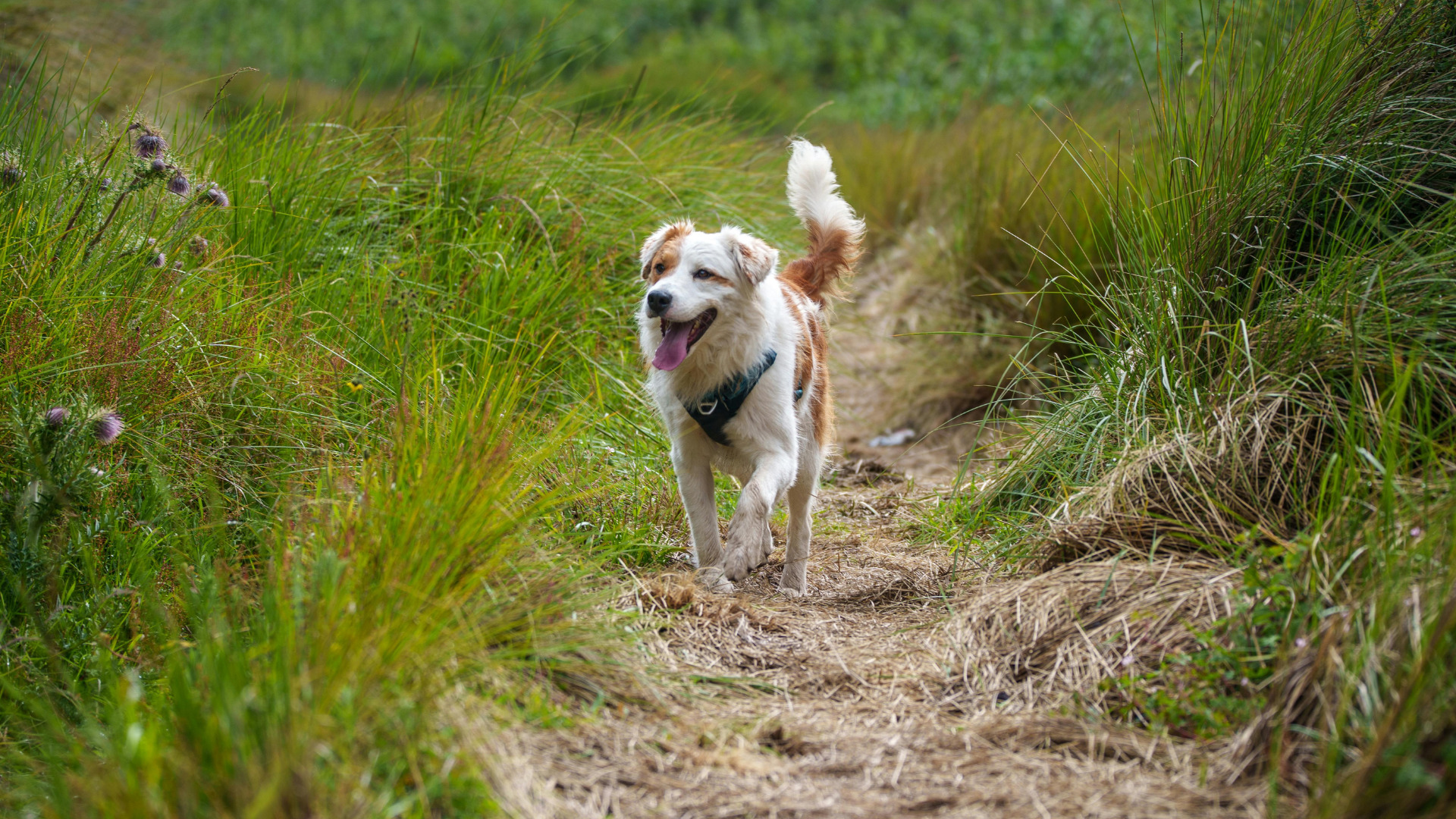 perro paseando en la naturaleza